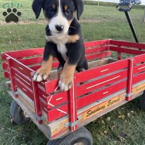 Toby, Greater Swiss Mountain Dog Puppy