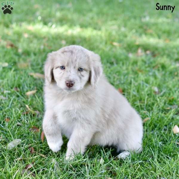 Sunny, Australian Shepherd Puppy