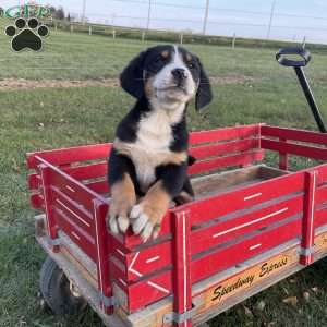 Toby, Greater Swiss Mountain Dog Puppy