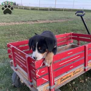 Toby, Greater Swiss Mountain Dog Puppy