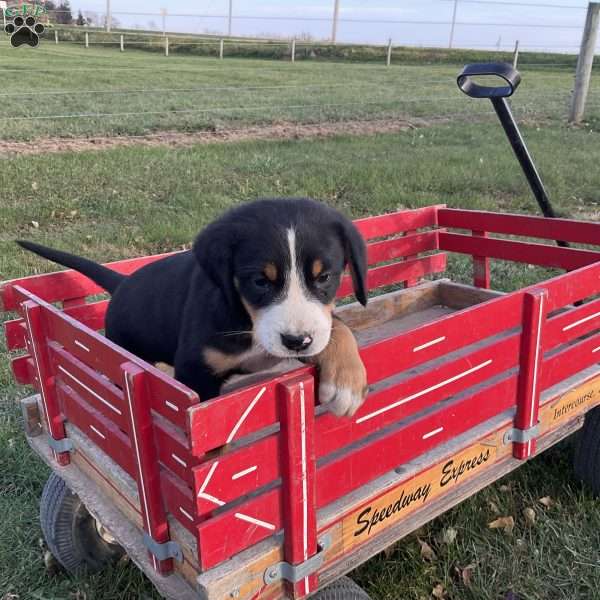 Toby, Greater Swiss Mountain Dog Puppy