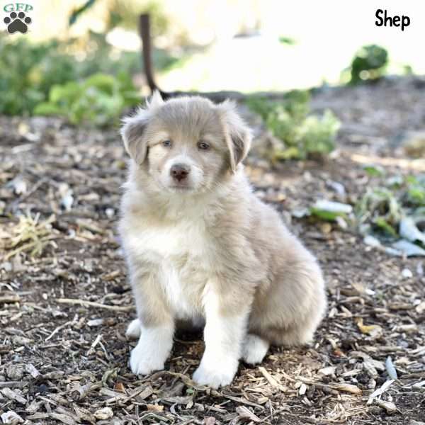 Shep, Australian Shepherd Puppy