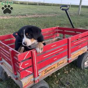 Toby, Greater Swiss Mountain Dog Puppy