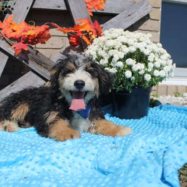 Charlie, Mini Bernedoodle Puppy