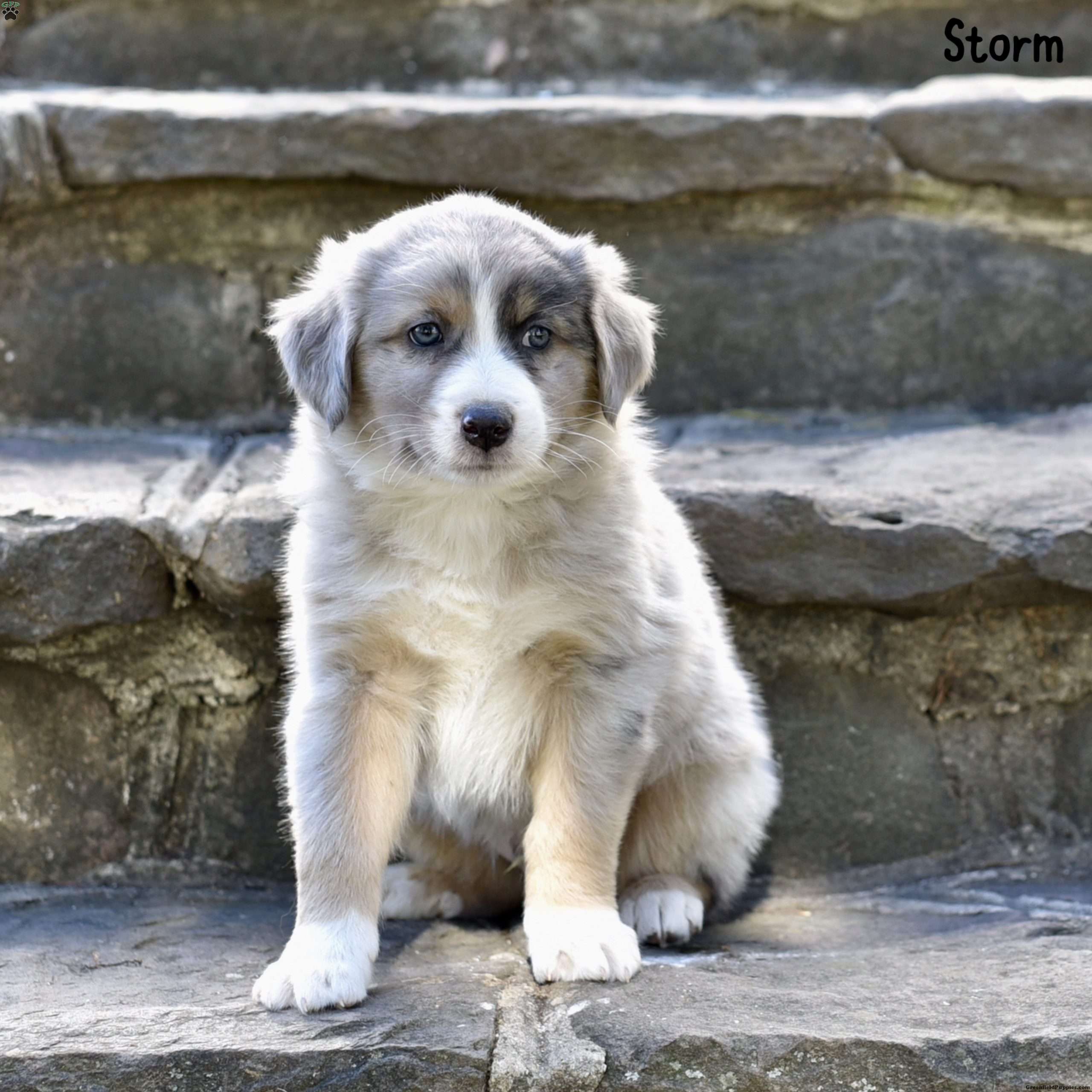 Storm Australian Shepherd Puppy For Sale in Pennsylvania