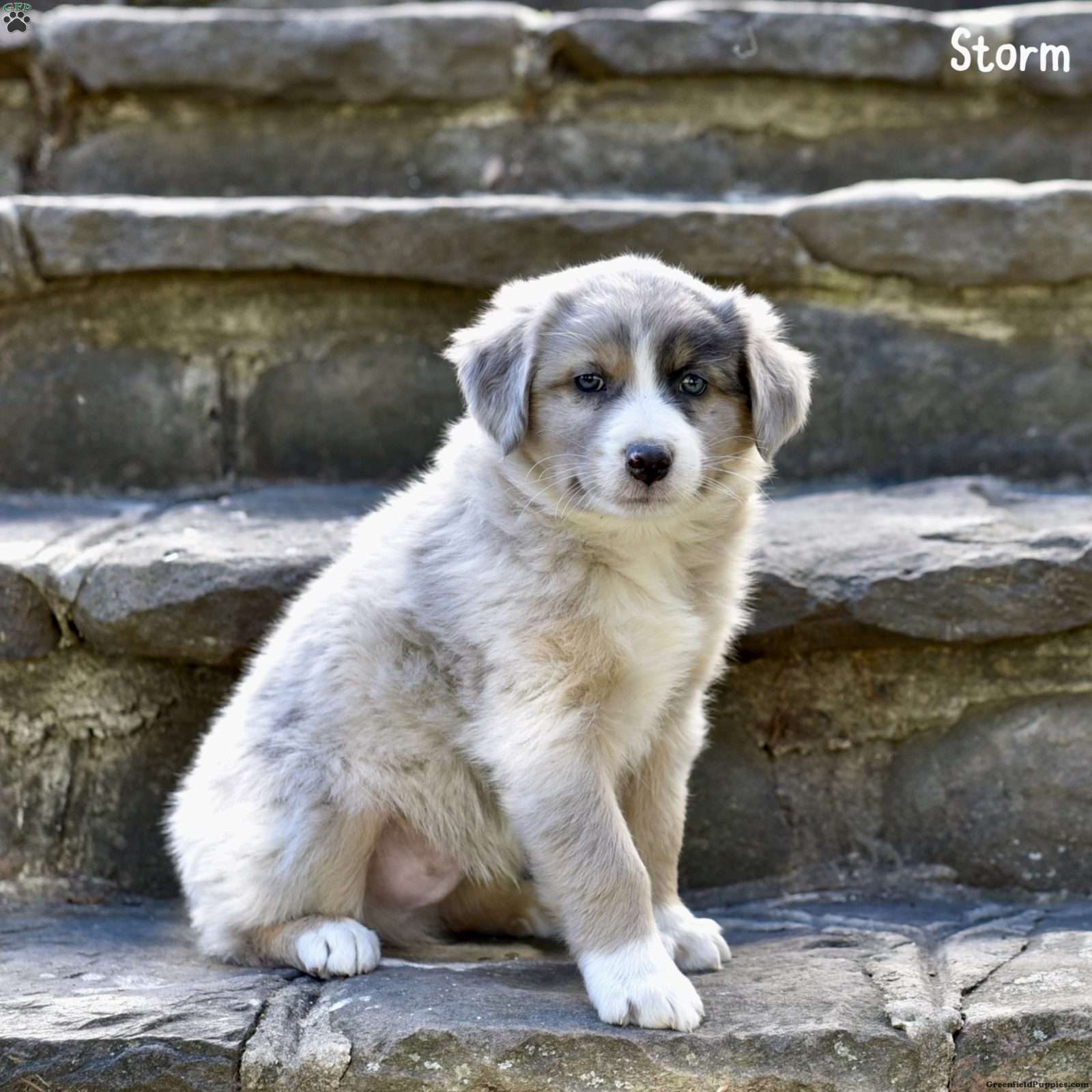 Storm Australian Shepherd Puppy For Sale in Pennsylvania