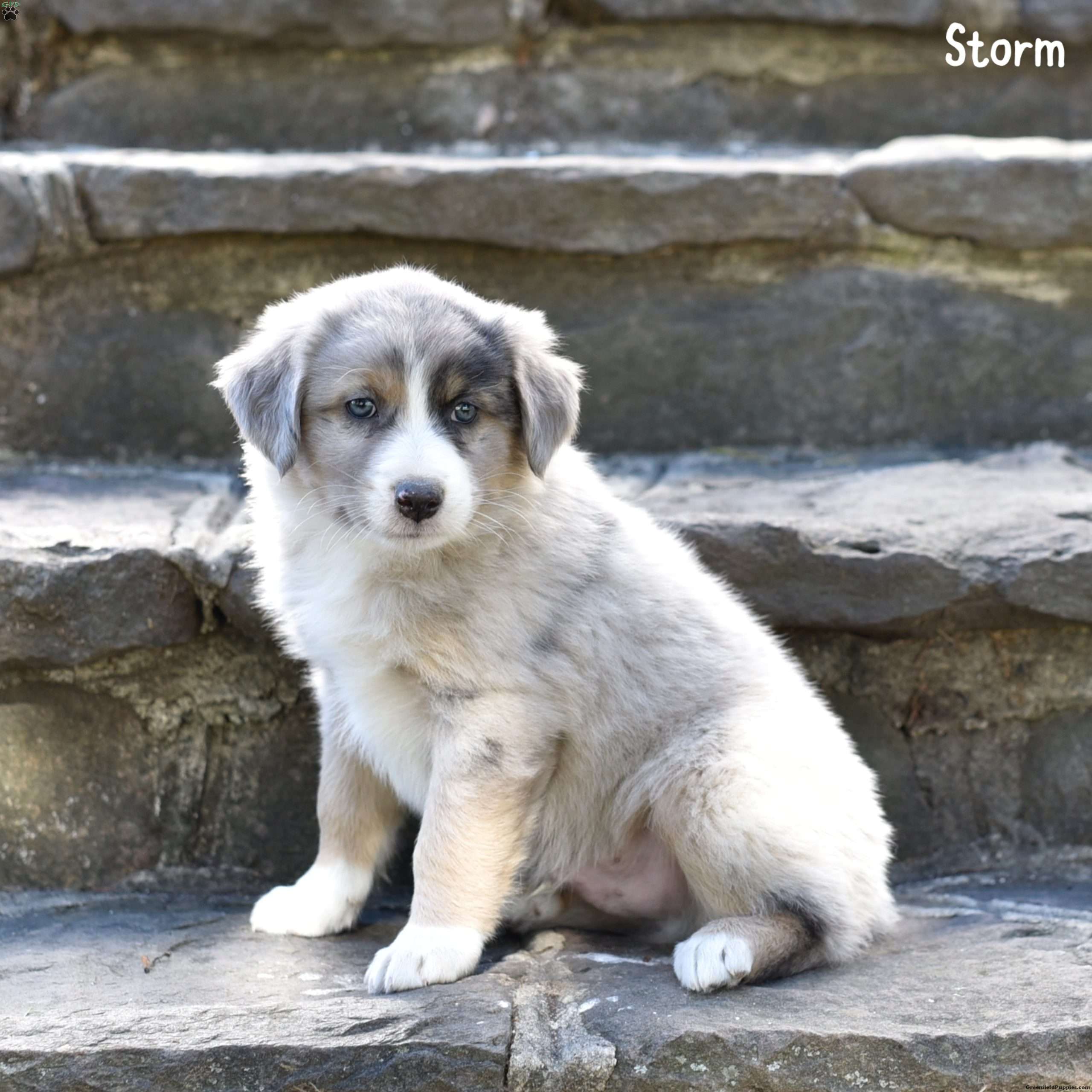 Storm Australian Shepherd Puppy For Sale in Pennsylvania