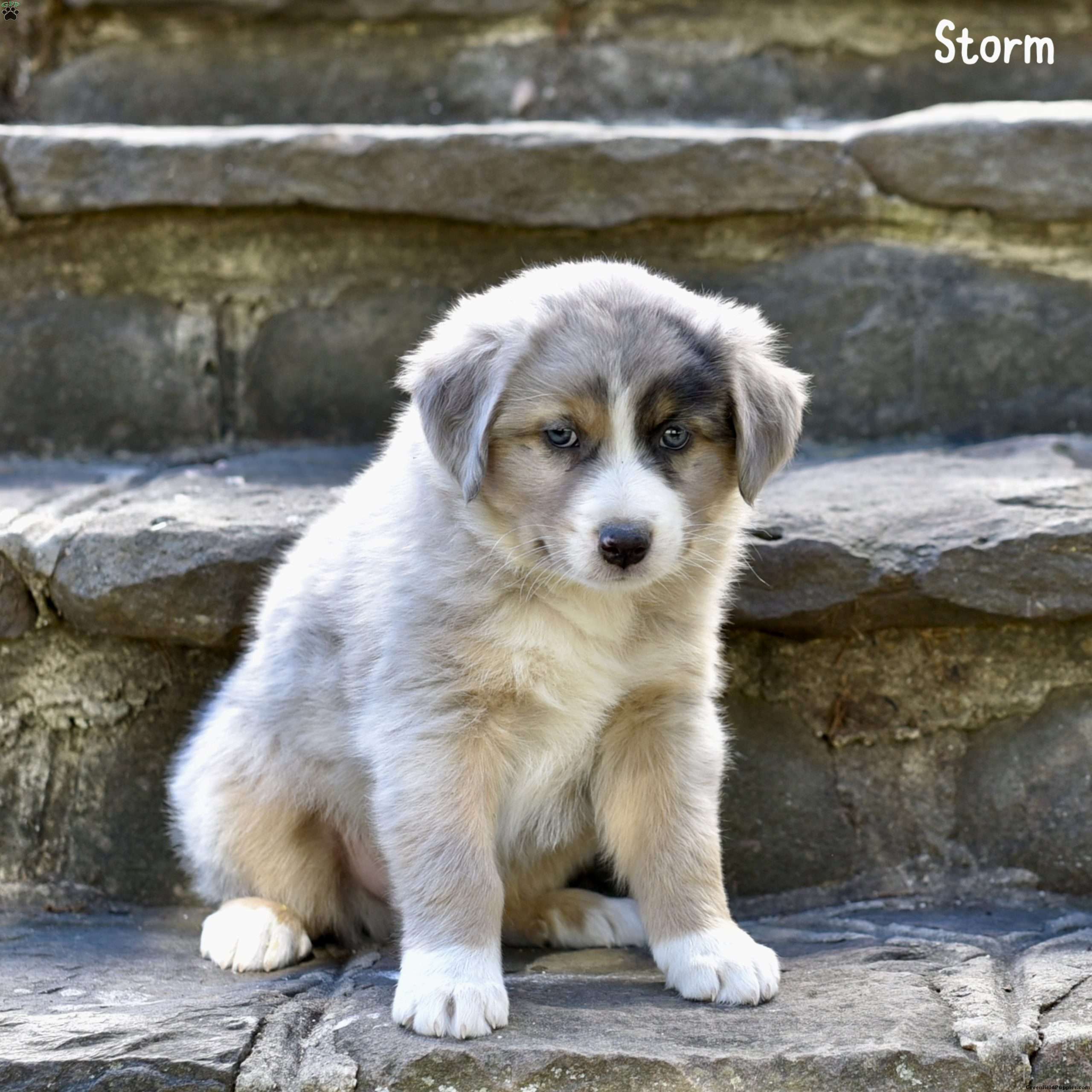 Storm Australian Shepherd Puppy For Sale in Pennsylvania