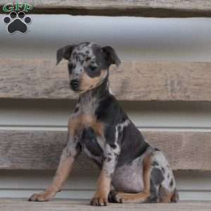 Miniature Pinscher Puppies for Sale Greenfield Puppies