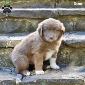 Scout, Australian Shepherd Puppy