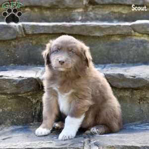 Scout, Australian Shepherd Puppy