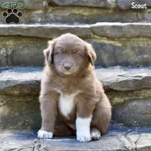 Scout, Australian Shepherd Puppy