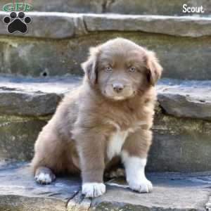 Scout, Australian Shepherd Puppy