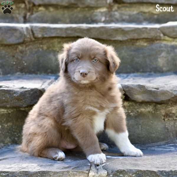 Scout, Australian Shepherd Puppy