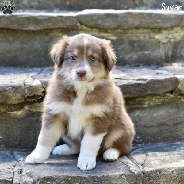 Sugar, Australian Shepherd Puppy