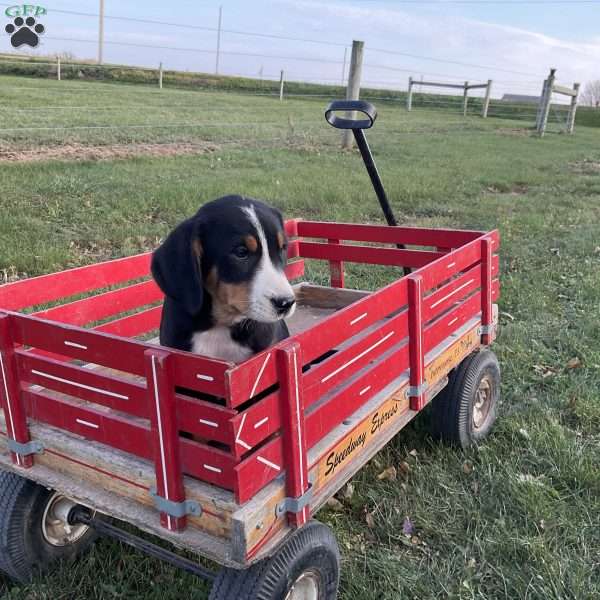 Dora, Greater Swiss Mountain Dog Puppy