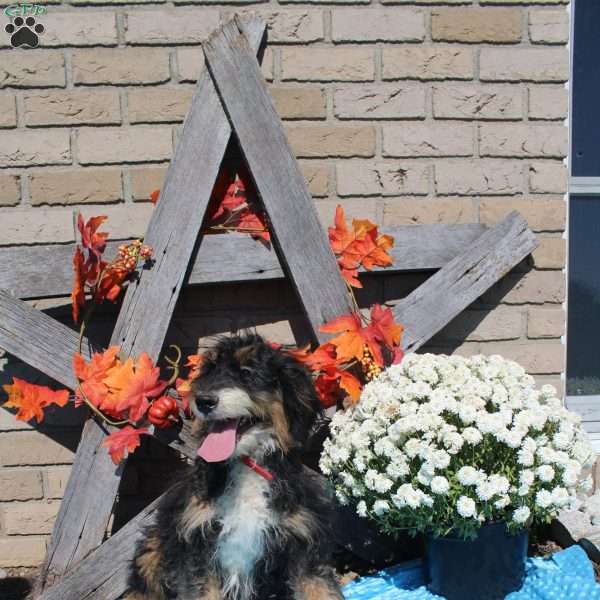 Cody, Mini Bernedoodle Puppy