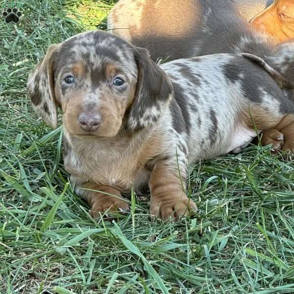 Elvis, Dachshund Puppy