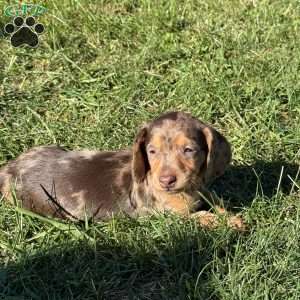 Elton, Dachshund Puppy