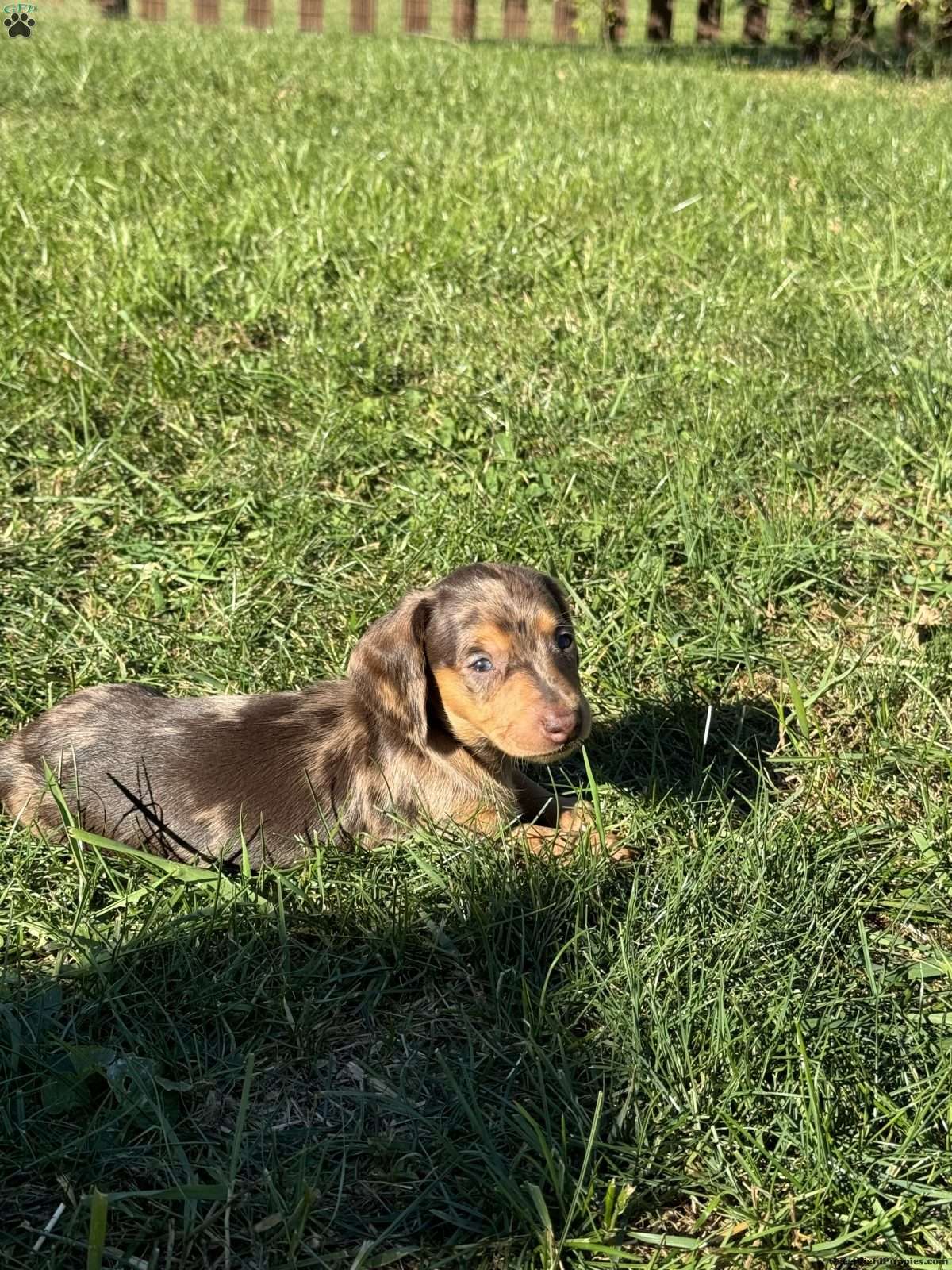 Elton Dachshund Puppy For Sale in Pennsylvania