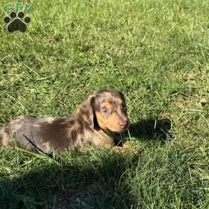 Elton, Dachshund Puppy