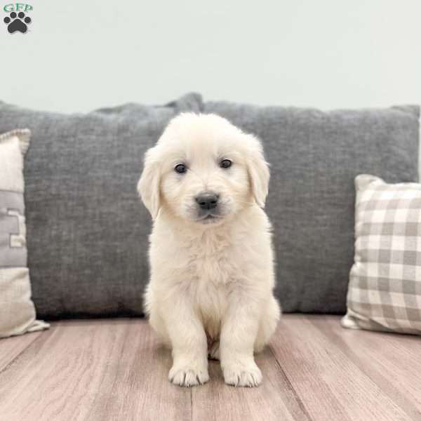 Otis, English Cream Golden Retriever Puppy