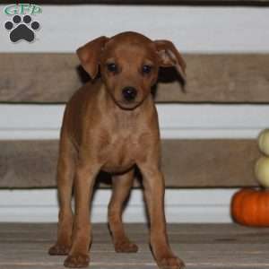 Ace, Miniature Pinscher Puppy