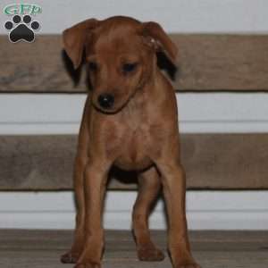 Ace, Miniature Pinscher Puppy