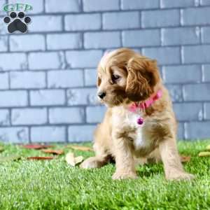 Skylar, Cavapoo Puppy