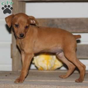 Ace, Miniature Pinscher Puppy