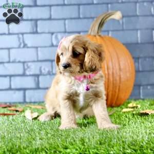 Skylar, Cavapoo Puppy