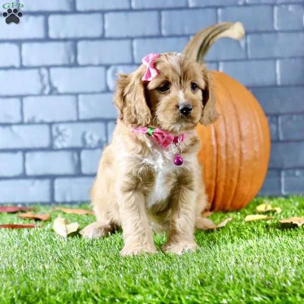 Skylar, Cavapoo Puppy