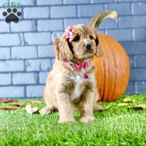 Skylar, Cavapoo Puppy