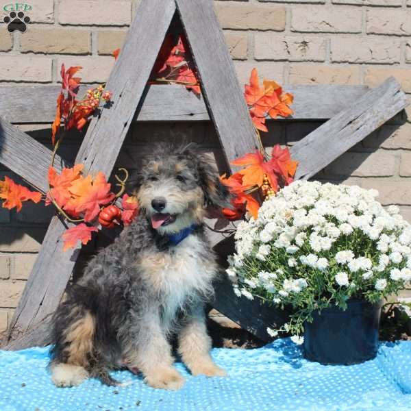 Corey, Mini Bernedoodle Puppy