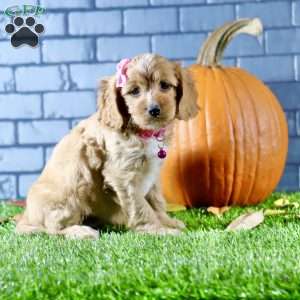 Skylar, Cavapoo Puppy