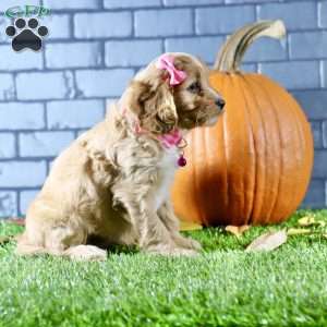 Skylar, Cavapoo Puppy