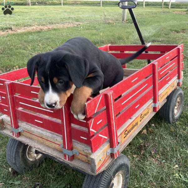 Sofie, Greater Swiss Mountain Dog Puppy