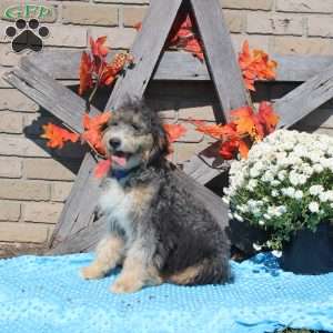 Corey, Mini Bernedoodle Puppy