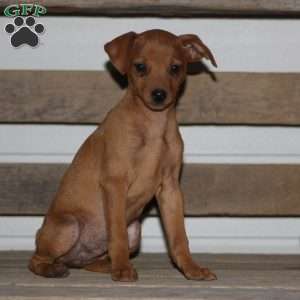 Ace, Miniature Pinscher Puppy