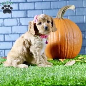 Skylar, Cavapoo Puppy