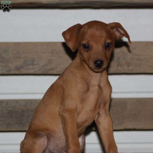 Ace, Miniature Pinscher Puppy