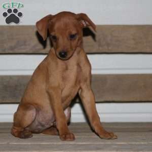 Ace, Miniature Pinscher Puppy