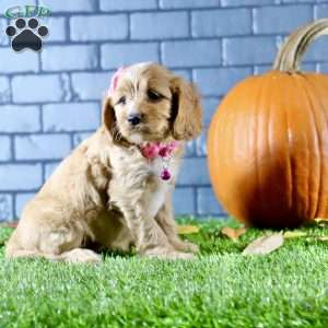 Skylar, Cavapoo Puppy