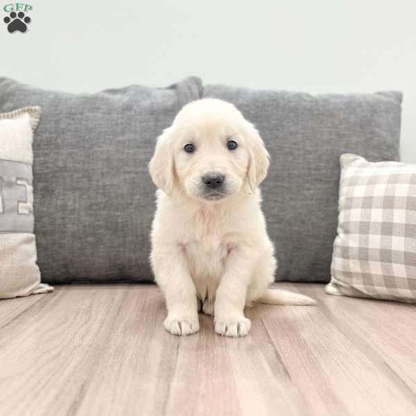 Iris, English Cream Golden Retriever Puppy