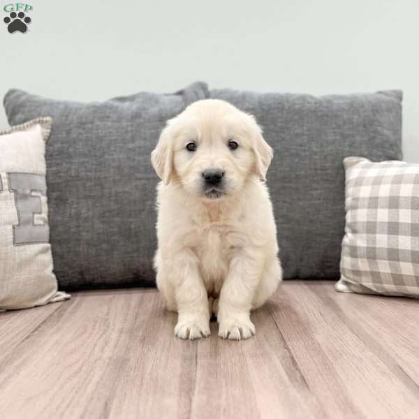 Aspen, English Cream Golden Retriever Puppy