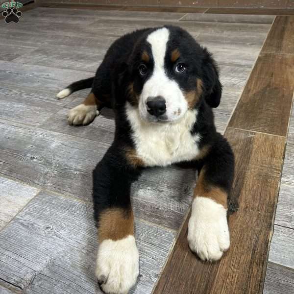 King, Bernese Mountain Dog Puppy