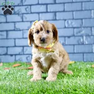 Sophie, Cavapoo Puppy