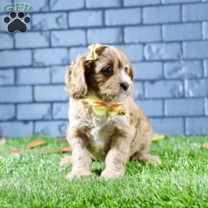 Sophie, Cavapoo Puppy