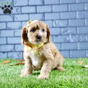 Sophie, Cavapoo Puppy