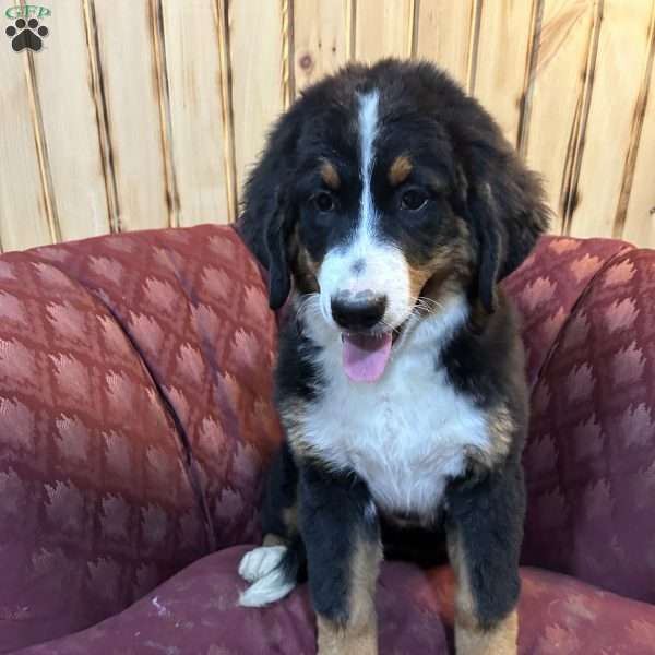 Lilly, Bernese Mountain Dog Puppy